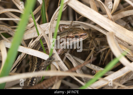 Common lizard or viviparous lizard (Zootoca vivipara) among molinia grasses in Surrey, UK Stock Photo