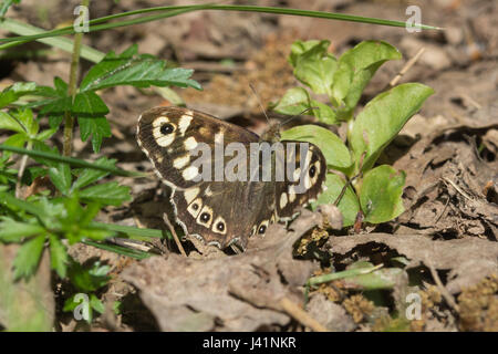 Close-up of basking speckled wood butterfly (Pararge aegeria) on woodland path, UK Stock Photo
