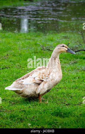 Leucistic mallard hen (Anas platyrhynchos) standing, leucism, mallard duck, dabbling duck, blonde mallard, waterfowl, wild duck. Stock Photo