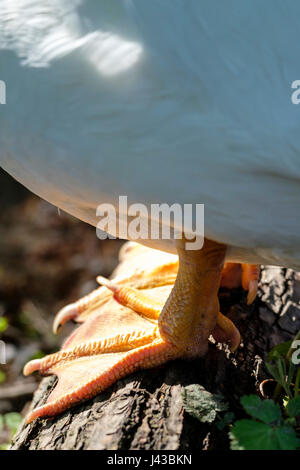 White Muscovy duck (Cairina moschata) close-up, feet, legs, feral duck, male, drake Muscovy duck. Stock Photo