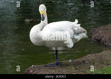 Whooper swan standing on one leg Stock Photo