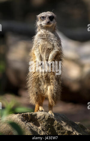 Meerkat  at Knowsley Safari, Prescot, United Kingdom Stock Photo