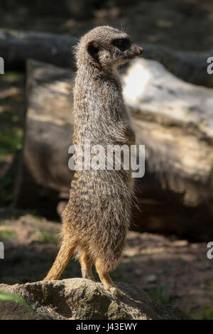 Meerkat  at Knowsley Safari, Prescot, United Kingdom Stock Photo
