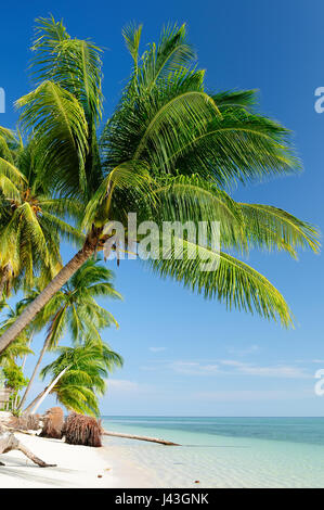 Indonesian sand beach with palms on an island Drawan on the Sangalaki archipelago near Borneo Stock Photo