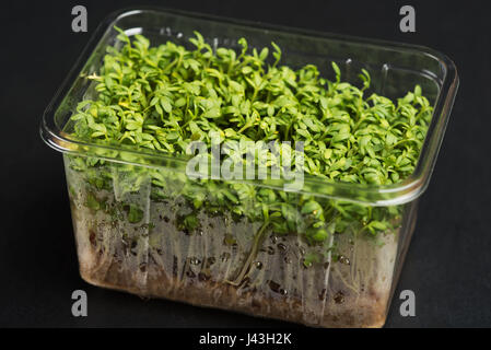 Plastic box with fresh and tasty cress or garden cress shoots. The cress is growing on hydroponics substrate inside the box, keeping it fresh and aliv Stock Photo