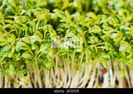 Fresh and tasty cress or garden cress shoots growing on hydroponics substrate as found inside box bought at local store. Stock Photo