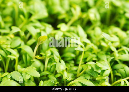 Closeup of fresh and tasty cress or garden cress shoots. Stock Photo