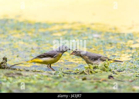 Grey wagtail (Motacilla cinerea) adult with fledgling. Colourful female bird in the family Motacillidae, feeding invertebrates to hungry chick Stock Photo