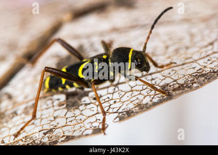 Wasp beetle (Clytus arietis). A striking yellow and black wasp mimic in the family Cerambycidae, displaying Batesian mimicry Stock Photo