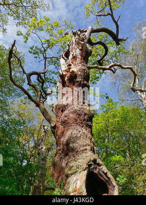 Looking up the trunk of a gnatled, twisted, oak tree. Stock Photo