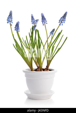 First blue spring flowers "Muscari" in flower pot Isolated on white background Stock Photo