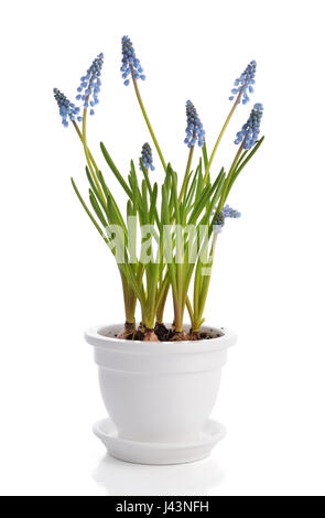 First blue spring flowers "Muscari" in flower pot Isolated on white background Stock Photo