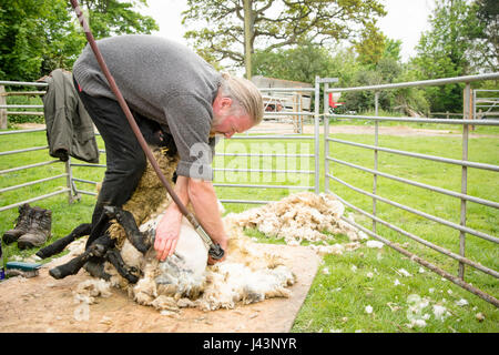 Men shearer shearing sheep at agricultural show in competition ...