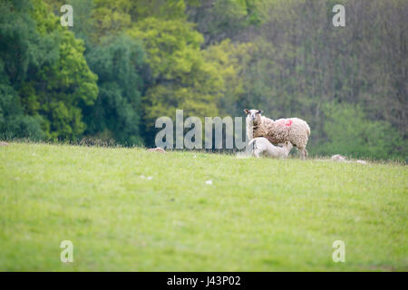 A sheep or ewe suckling her lamb in a field on a farm in the UK with woodland in the background in Sussex Stock Photo