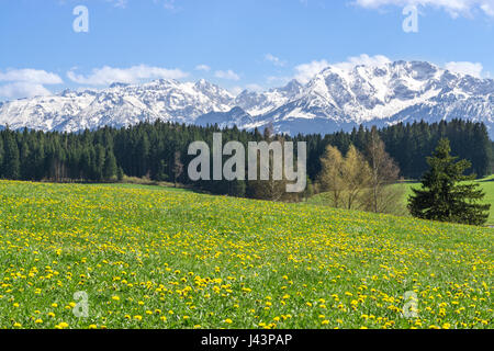 Beautiful yellow flower meadow in a idyllic mountainous landscape. Stock Photo