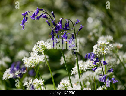 Bluebells growing among wild garlic in woodland at Shifnal,Shropshire, England, UK Stock Photo