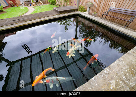 Northampton, U.K. Weather, 9th May 2017. Another cold grey day. Waiting for the water to warm up in this Koi carp pond so the fish start feeding again, pond water is only 6%  it’s not warmed up much since winter. Credit: Keith J Smith./Alamy Live News. Stock Photo