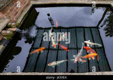 Northampton, U.K. Weather, 9th May 2017. Another cold grey day. Waiting for the water to warm up in this Koi carp pond so the fish start feeding again, pond water is only 6%  it’s not warmed up much since winter. Credit: Keith J Smith./Alamy Live News. Stock Photo