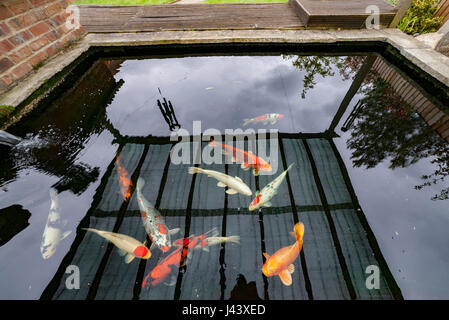 Northampton, U.K. Weather, 9th May 2017. Another cold grey day. Waiting for the water to warm up in this Koi carp pond so the fish start feeding again, pond water is only 6%  it’s not warmed up much since winter. Credit: Keith J Smith./Alamy Live News. Stock Photo