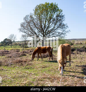 Two New Forest ponies grazing in spring time, Hampshire, England, UK. Stock Photo