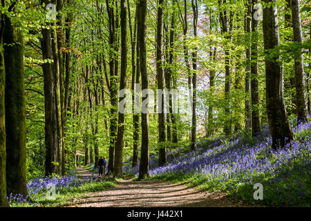 Two people walking in the distance along a forestry path with bluebells alongside at Trawscoed, Ceredigion, Wales, Stock Photo