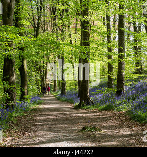 Two people walking in the distance along a forestry path with bluebells alongside at Trawscoed, Ceredigion, Wales, Stock Photo