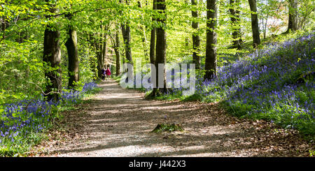 Two people walking in the distance along a forestry path with bluebells alongside at Trawscoed, Ceredigion, Wales, Stock Photo