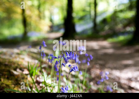 Bluebells  in Black Covert forest. Credit: Ian Jones/Alamy Live News Stock Photo