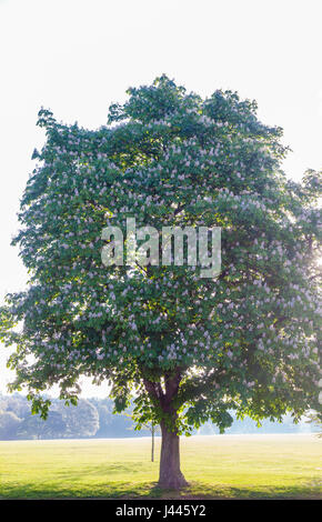 Abington Park, Northampton, UK. Weather. 10th May 2017. Horse Chestnut. Aesculus hippocastanum (Hippocastanaceae) in full bloom. with the early morning sun shining behind the tree, forecast for to day is fine and sunny. Credit: Keith J Smith./Alamy Live News Stock Photo