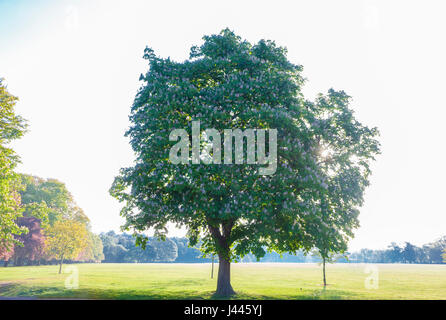 Abington Park, Northampton, UK. Weather. 10th May 2017. Horse Chestnut. Aesculus hippocastanum (Hippocastanaceae) in full bloom. with the early morning sun shining behind the tree, forecast for to day is fine and sunny. Credit: Keith J Smith./Alamy Live News Stock Photo