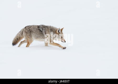 Coyote / Kojote ( Canis latrans ) in winter, walking through deep snow, seems to be exhausted, Yellowstone NP, Wyoming, USA. Stock Photo