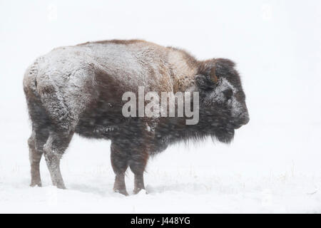 American Bison / Amerikanischer Bison ( Bison bison ) in winter, covered with snow and ice during heavy snowfall, Yellowstone NP, Wyoming, USA. Stock Photo