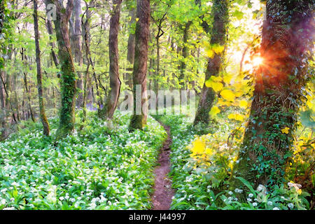 A path through wild garlic in woods near Camborne in Cornwall Stock Photo