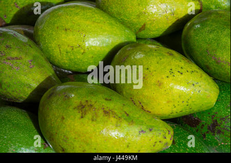 Group of fresh avocados in a green mesh bag isolated on white. One