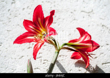 flowering red Hippeastrum flower. (Sometimes called incorrectly, amaryllis) Stock Photo