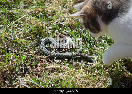 Cat hunting and killing adder snake. Stock Photo