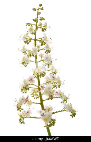horse chestnut flowers isolated on white background Stock Photo