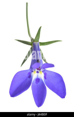 Flower of blue lobelia on a white background. Stock Photo