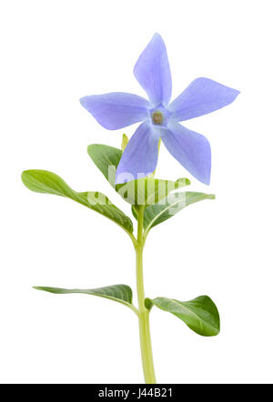 Blue periwinkle flower isolated on white Stock Photo
