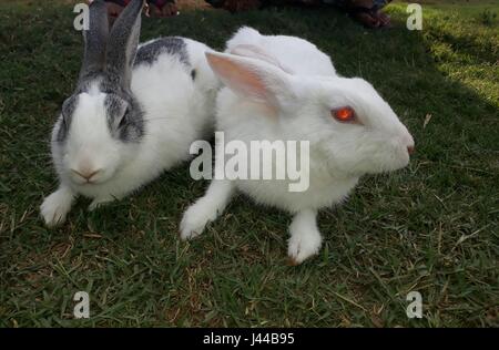 Beautiful white rabbit with sparkling red eyes along with grey and white rabbit Stock Photo
