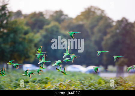 LONDON, UK a flock of rose-ringed parakeets (Psittacula krameri) swoop past as the sun sets over London's Bushy Park. Stock Photo