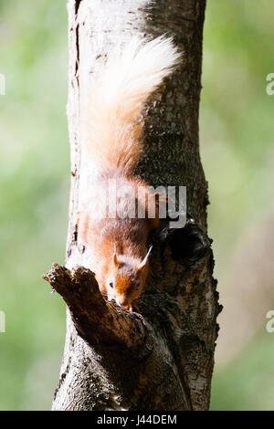 Red squirrel hanging upside down from tree trunk. Stock Photo