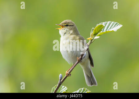 Willow Warbler singing while perched on a thin branch with a green background. Stock Photo