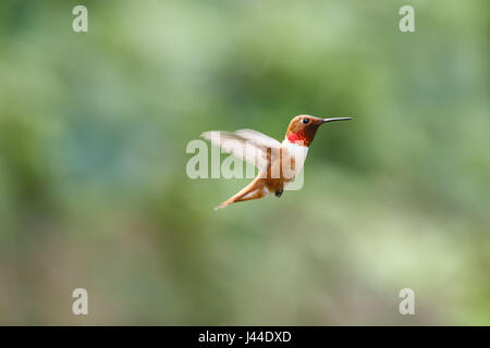 Male Rufous Hummingbird In Flight flying rufous hummingbird at Richmond BC Canada Stock Photo - Alamy