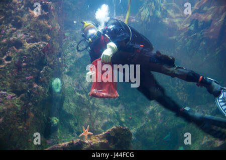 SEATTLE, WASHINGTON, USA - JAN 23rd, 2017: Scuba Diver swimming to large underwater viewing window in the Seattle aquarium and feeding fish Stock Photo