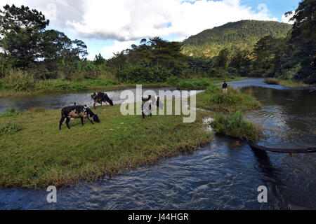 Cattle grazing on an island in the Namorona river in Ranomafana town Madagascar. Stock Photo