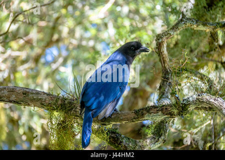 Azure Jay or Gralha Azul bird (Cyanocorax caeruleus) in Itaimbezinho Canyon at Aparados da Serra National Park - Cambara do Sul, Rio Grande do Sul, Br Stock Photo