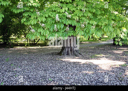 Spring to summer plants and flowers,horse-chestnut,Zagreb,Croatia,Europe,19 Stock Photo