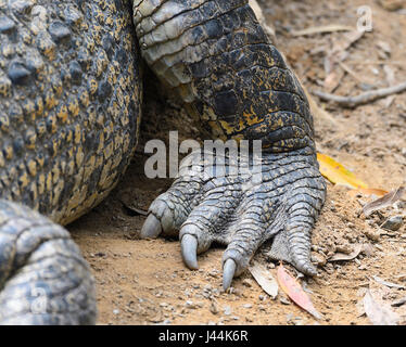 Crocodile feet Stock Photo: 8032652 - Alamy