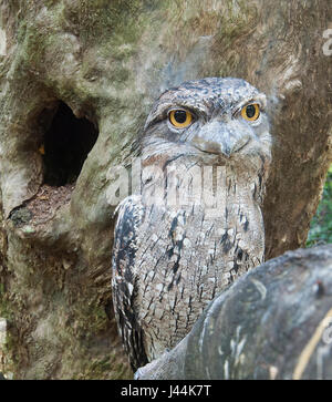 Tawny Frogmouth (Podargus strigoides) at Hartley's Crocodile Adventures, near Port Douglas, Far North Queensland, FNQ, QLD, Australia Stock Photo